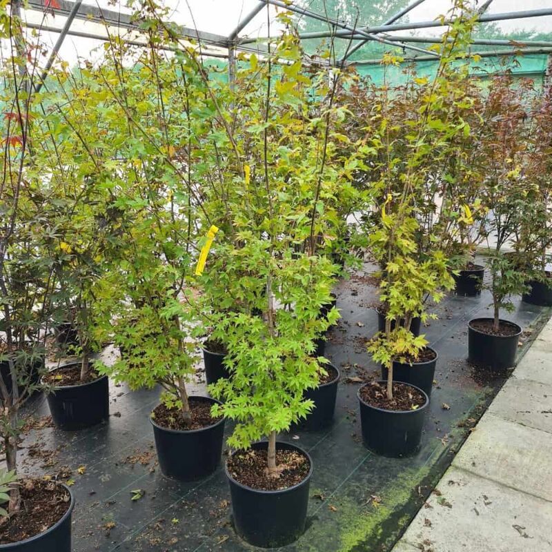 Acer palmatum 'Summer Gold' (P) 150-175 cm